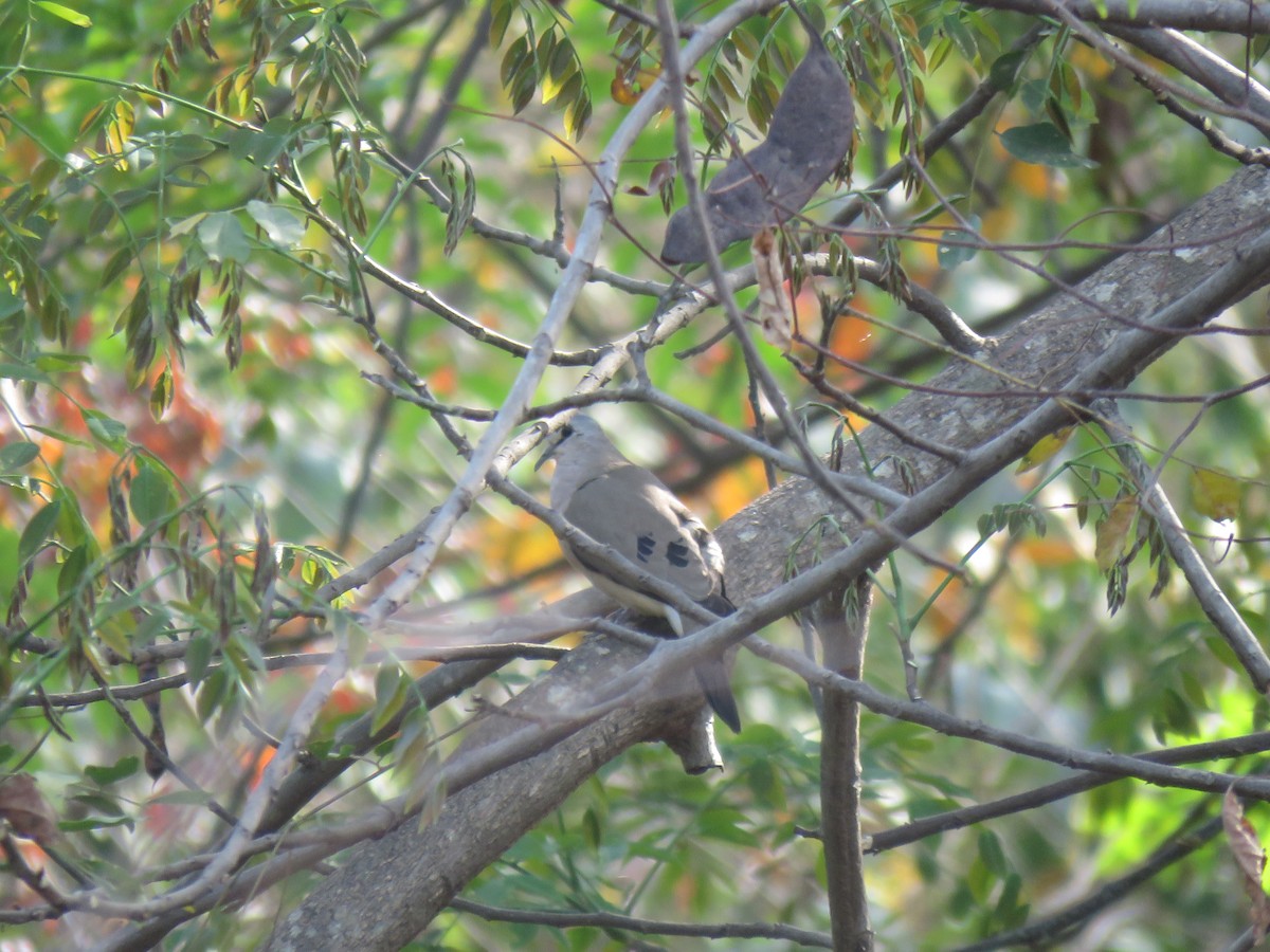 Black-billed Wood-Dove - ML632086921