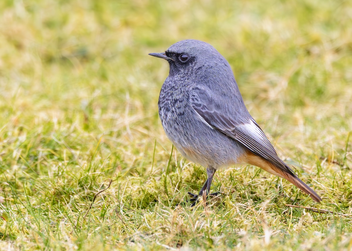 Black Redstart - ML632086962