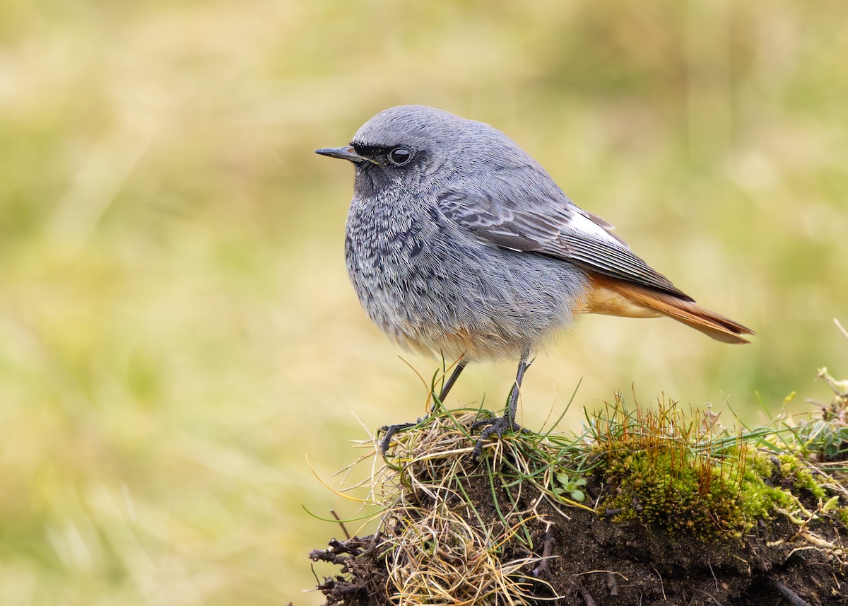 Black Redstart - ML632086963