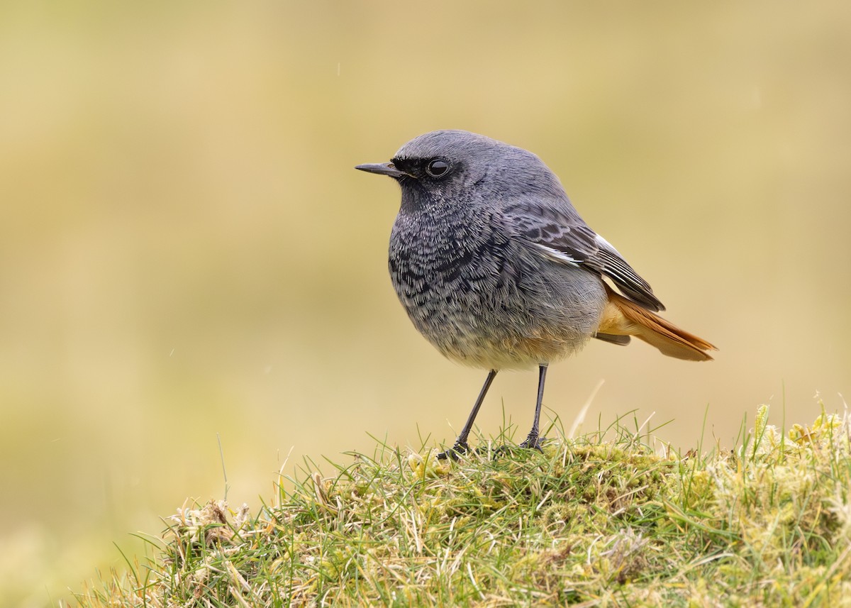 Black Redstart - ML632086964