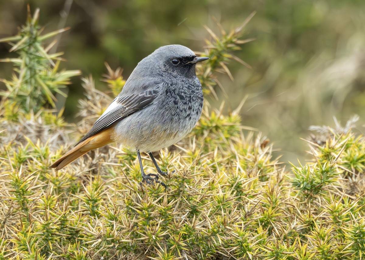 Black Redstart - ML632086966
