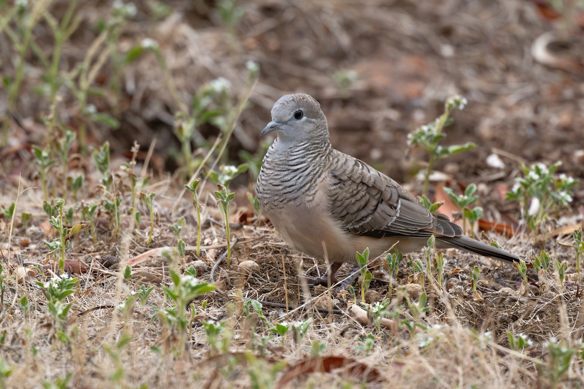 Peaceful Dove - ML632086983