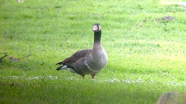 tamgås (domestisert Anser sp.) x kanadagås (hybrid) - ML632086992