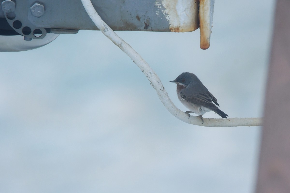 Eastern Subalpine Warbler - ML632086995