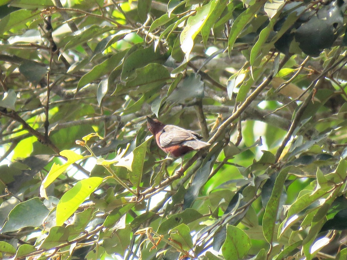 Chestnut-breasted Nigrita - ML632086999