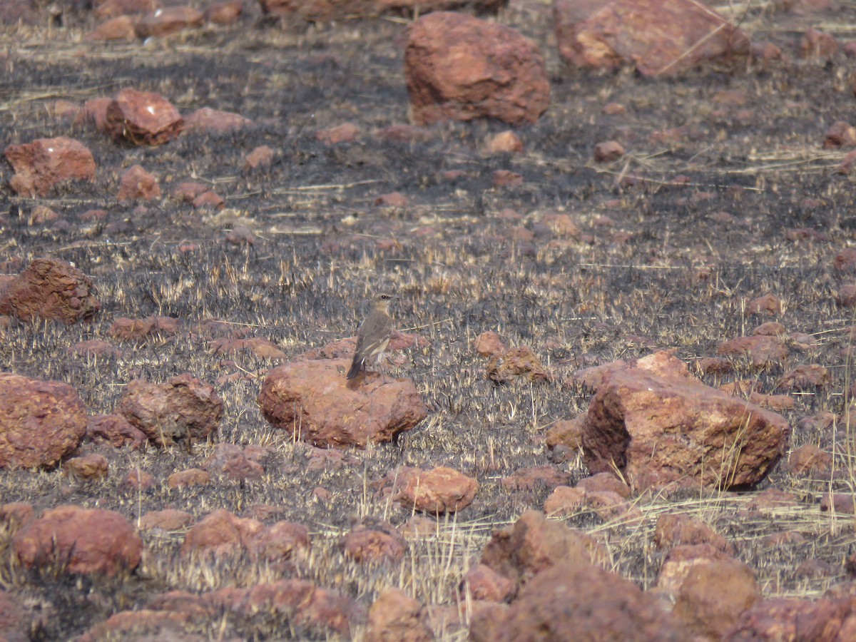Heuglin's Wheatear - ML632087104
