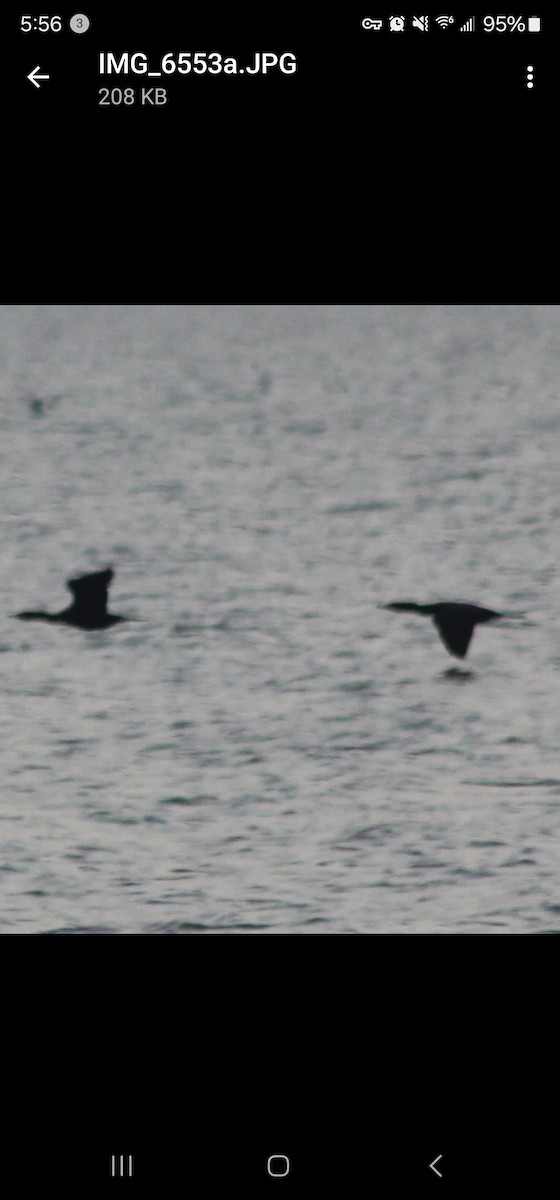 Double-crested Cormorant - ML632087286