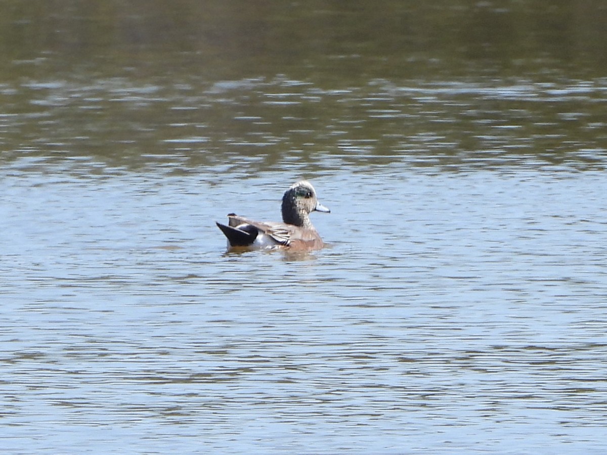 American Wigeon - ML632087412