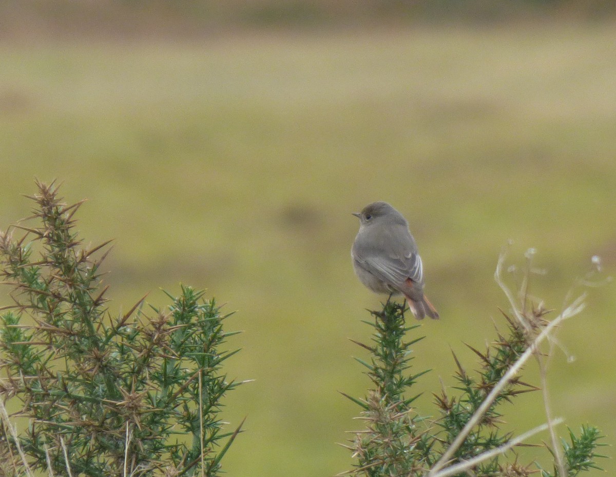 Black Redstart - ML632087546