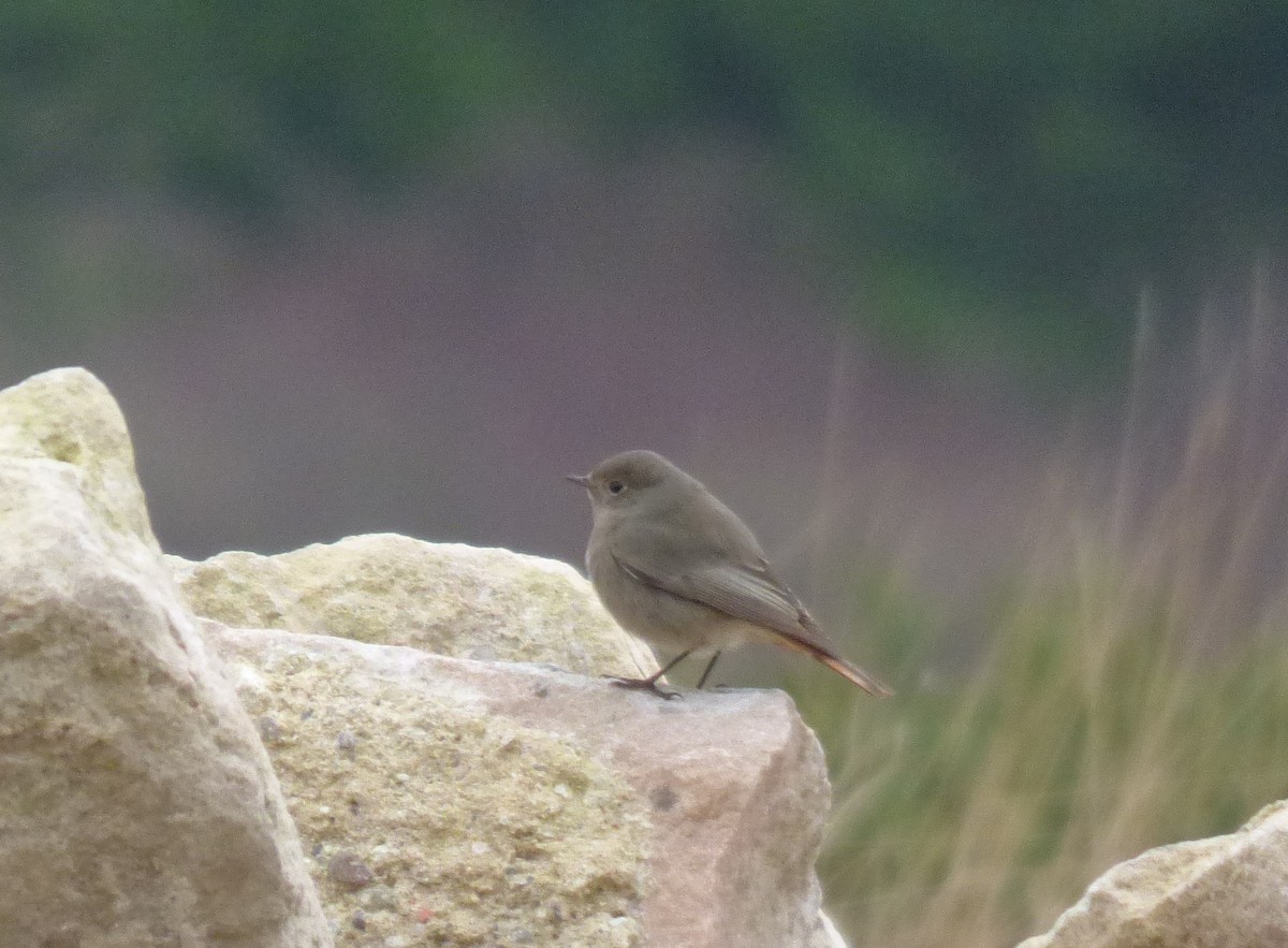 Black Redstart - ML632087547
