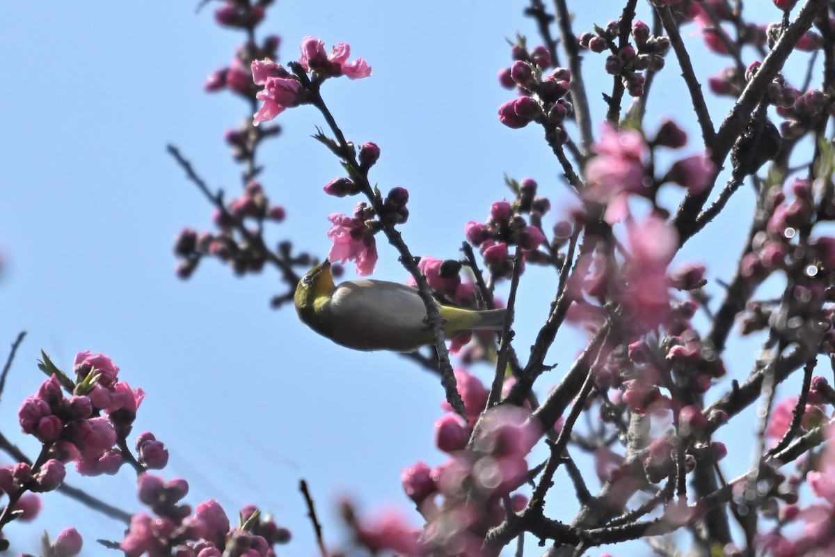 Warbling White-eye - ML632087561