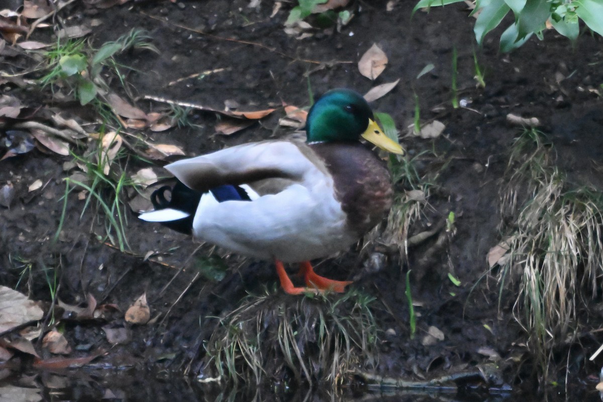 Mallard - ML632087572