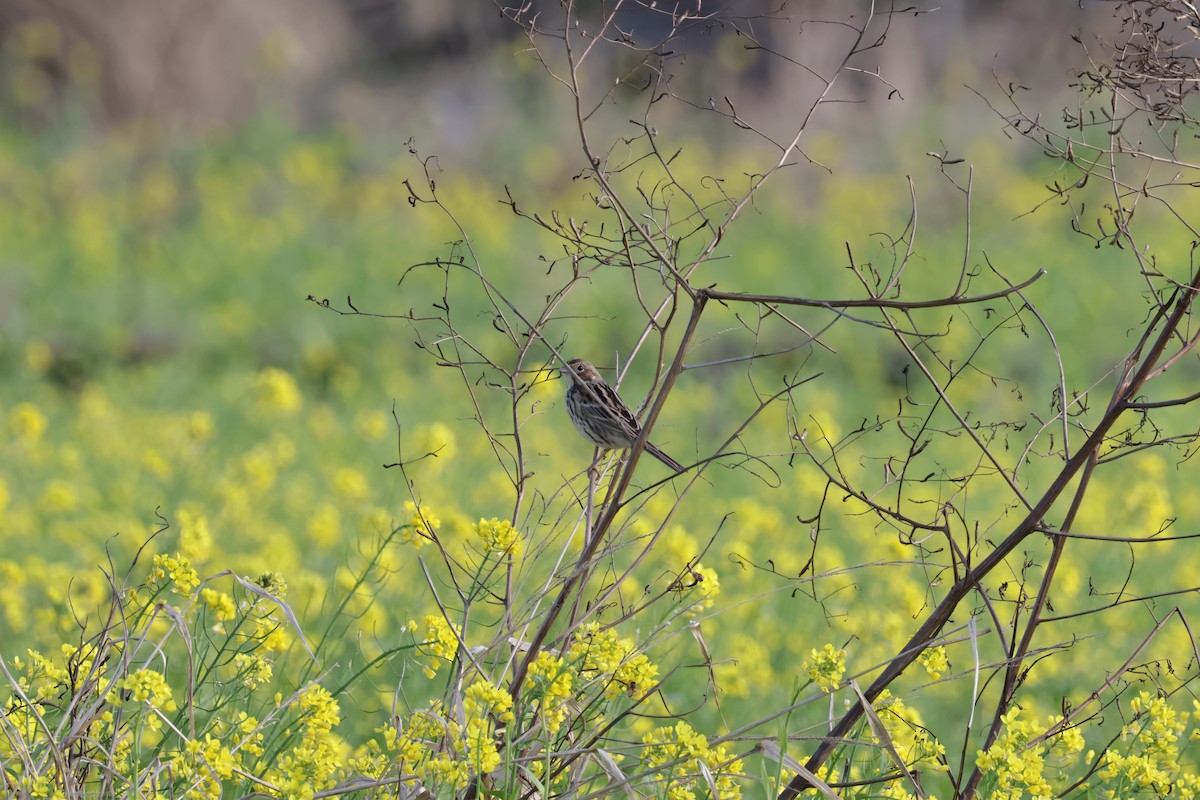 Chestnut-eared Bunting - ML632087585