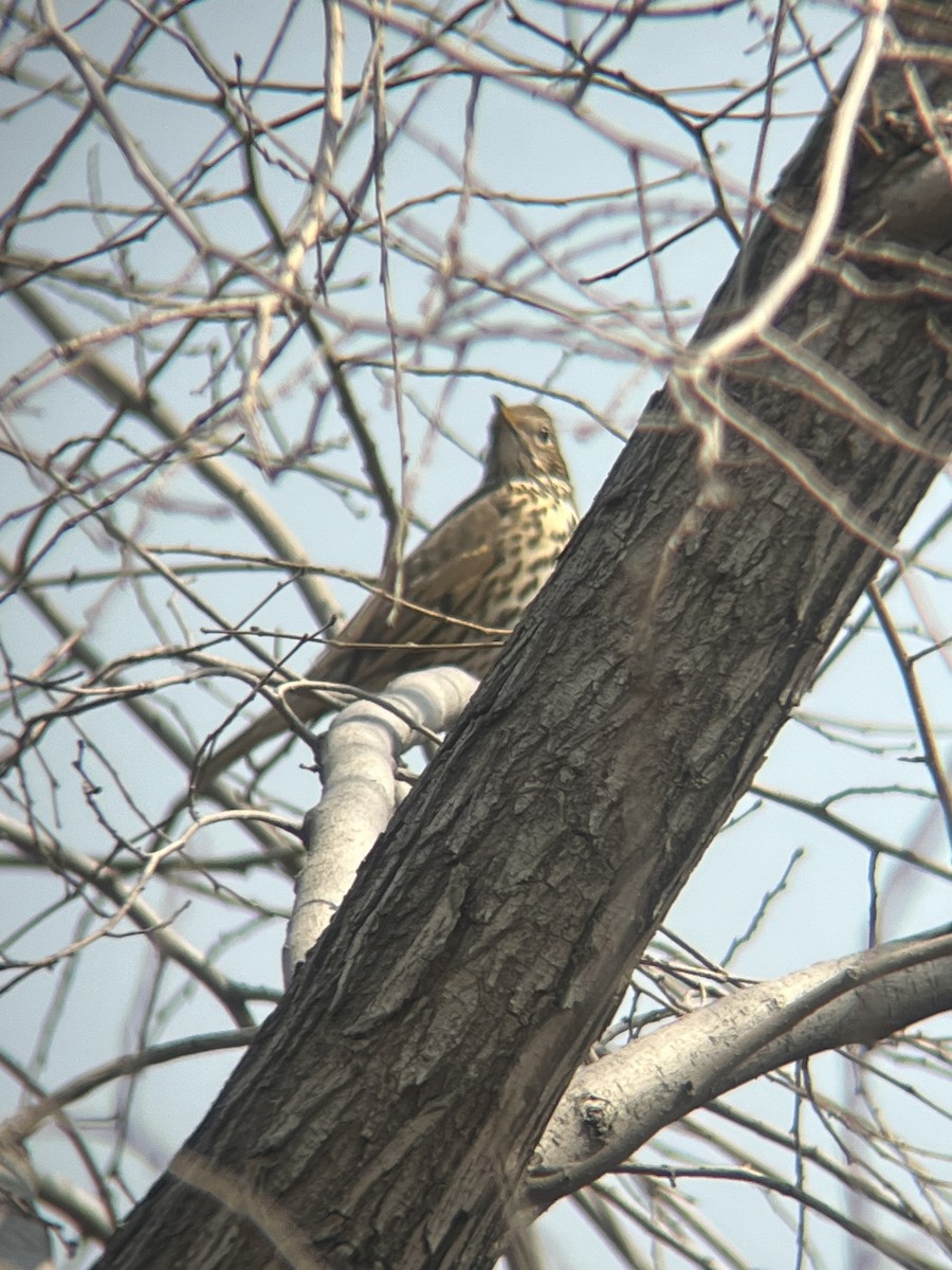 Song Thrush - ML632087614