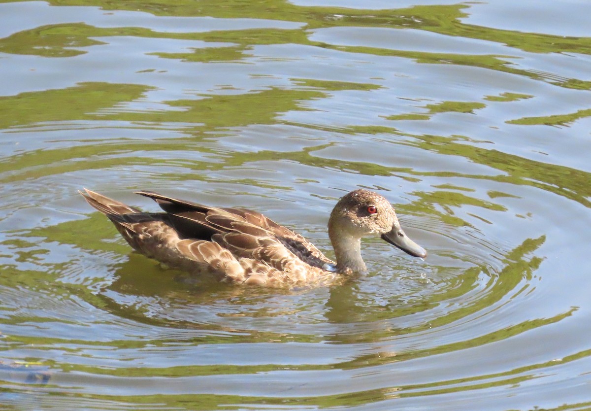 Gray Teal - ML632087666