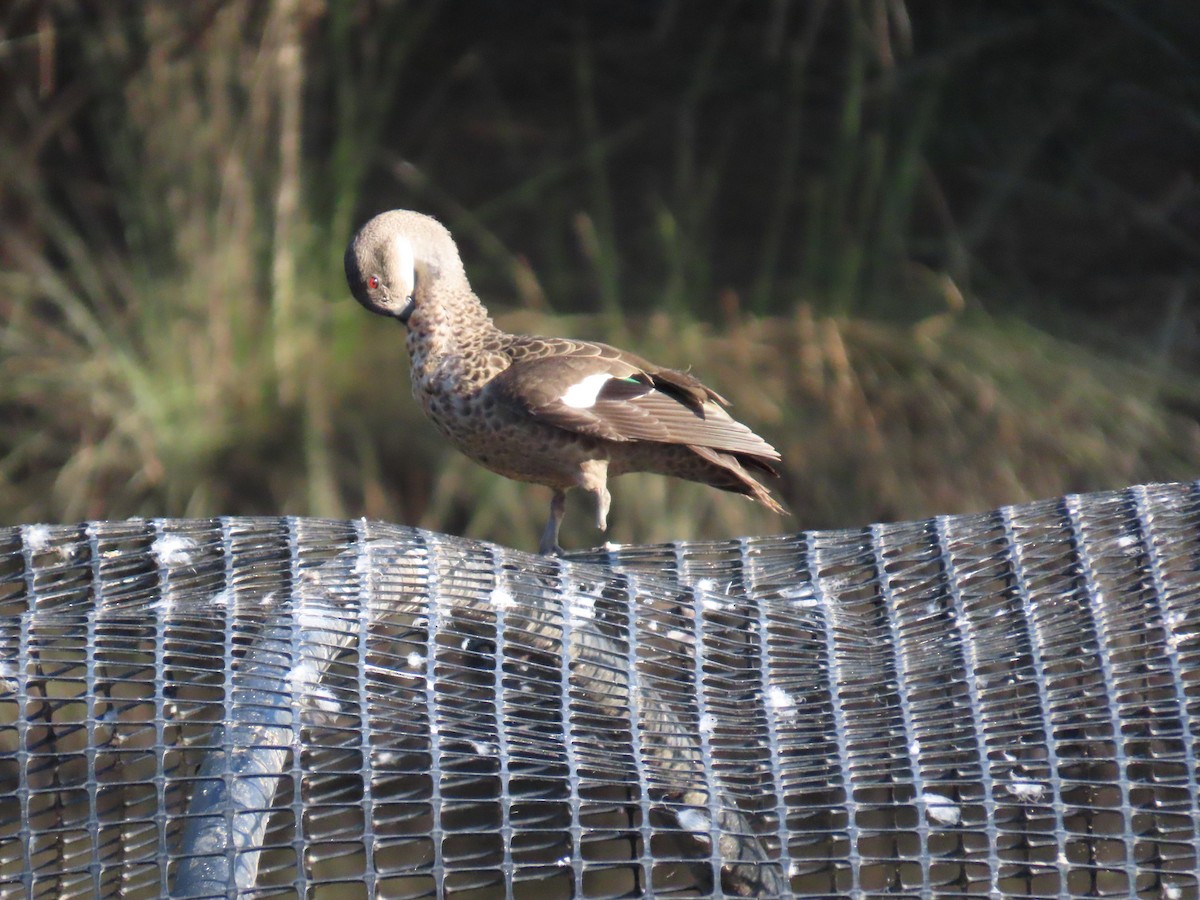 Gray Teal - ML632087667