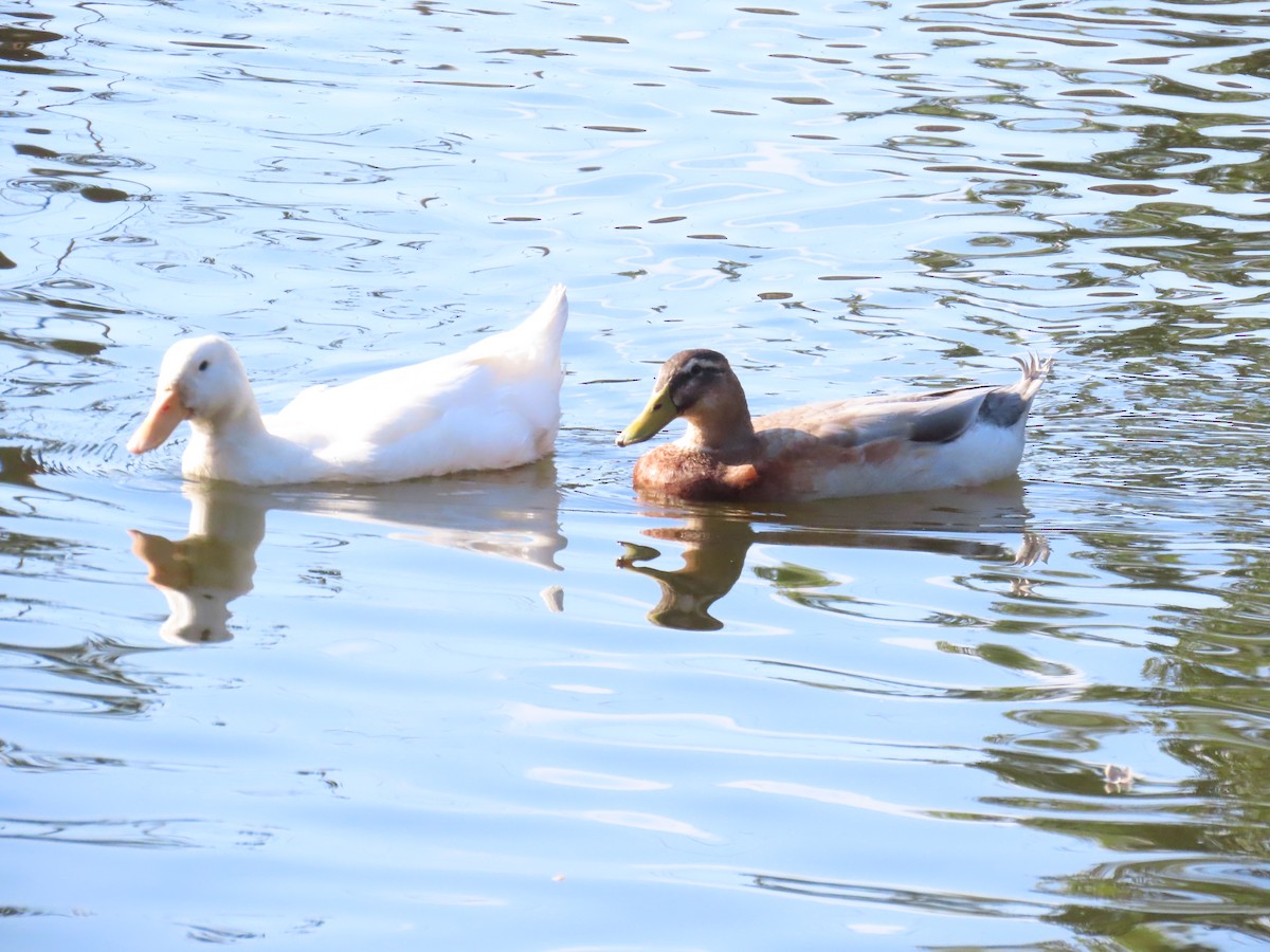 duck sp. - ML632087669