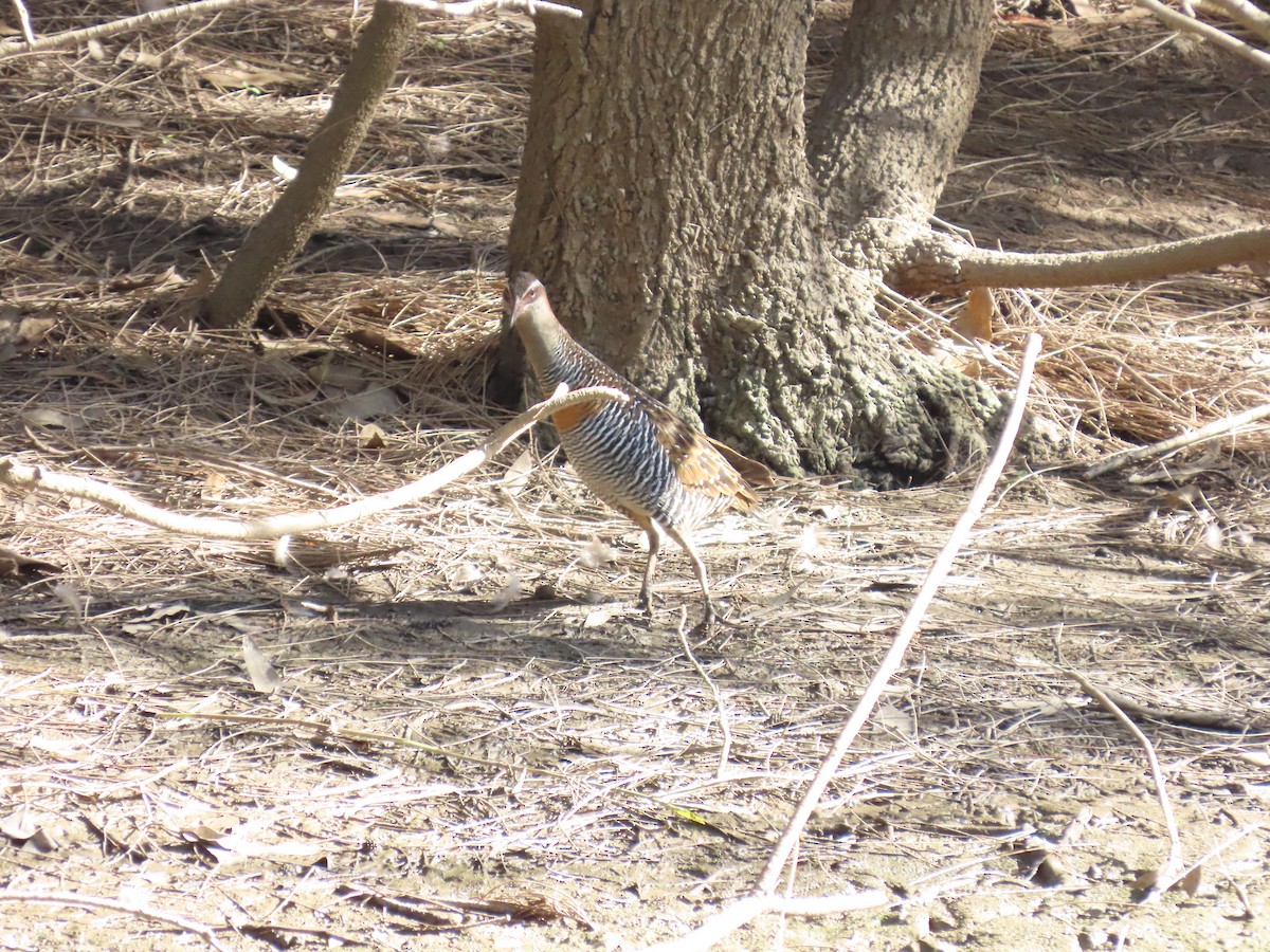 Buff-banded Rail - ML632087677