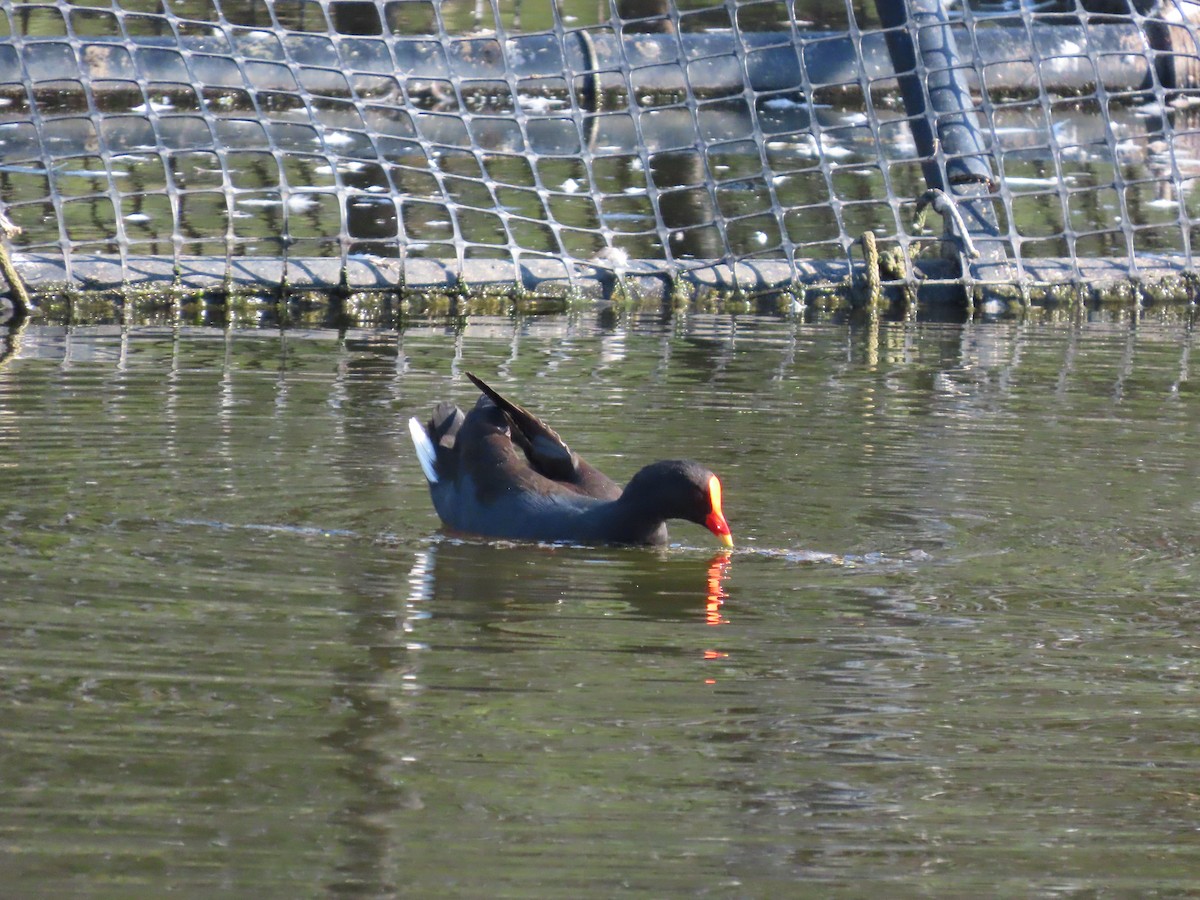 Dusky Moorhen - ML632087681