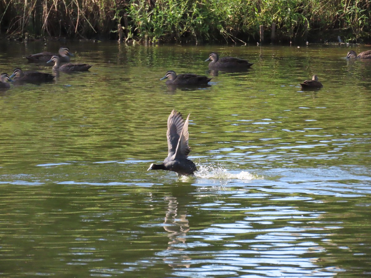 Халзан түнжүүр - ML632087686