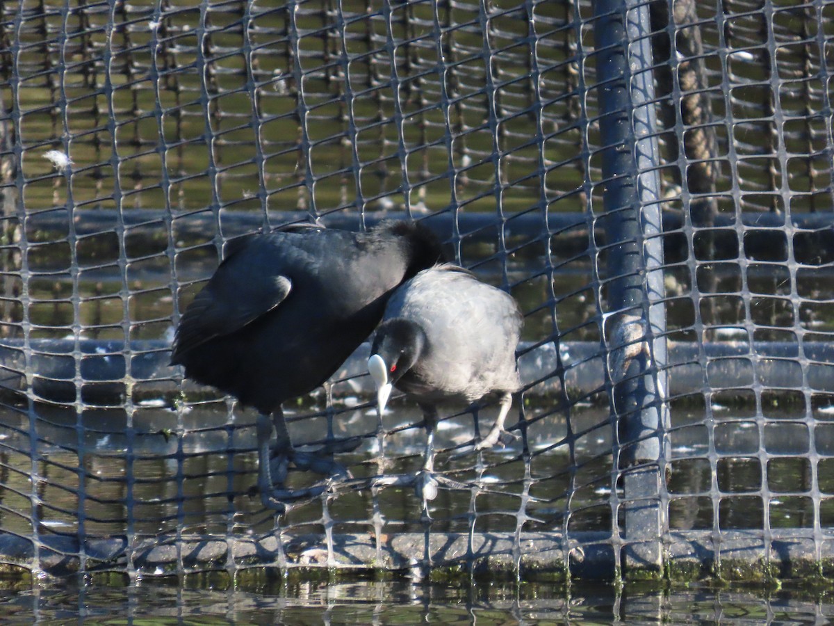 Халзан түнжүүр - ML632087687