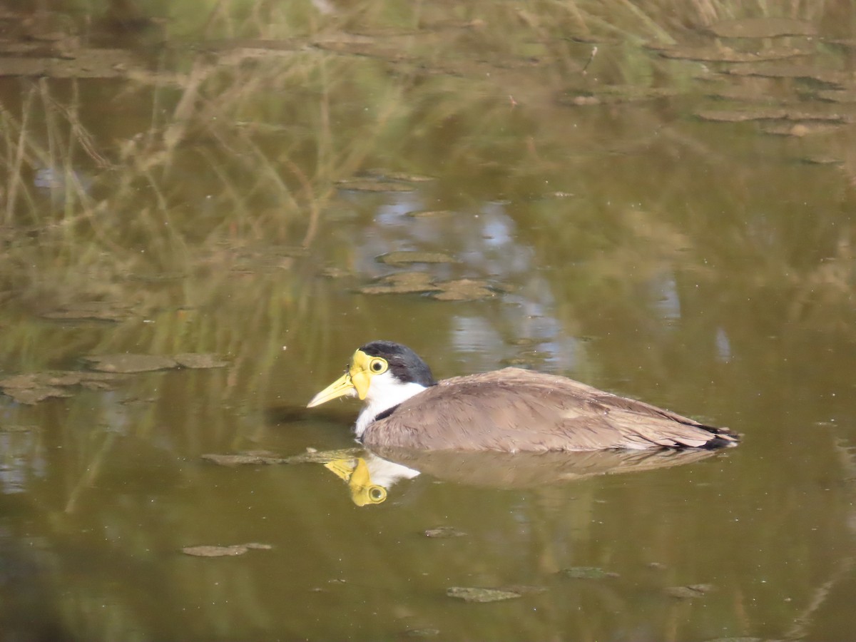 Masked Lapwing - ML632087691