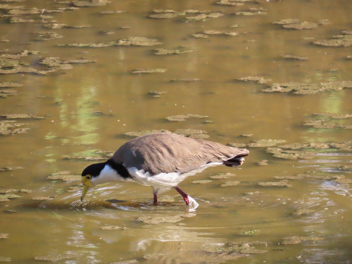 Masked Lapwing - ML632087692