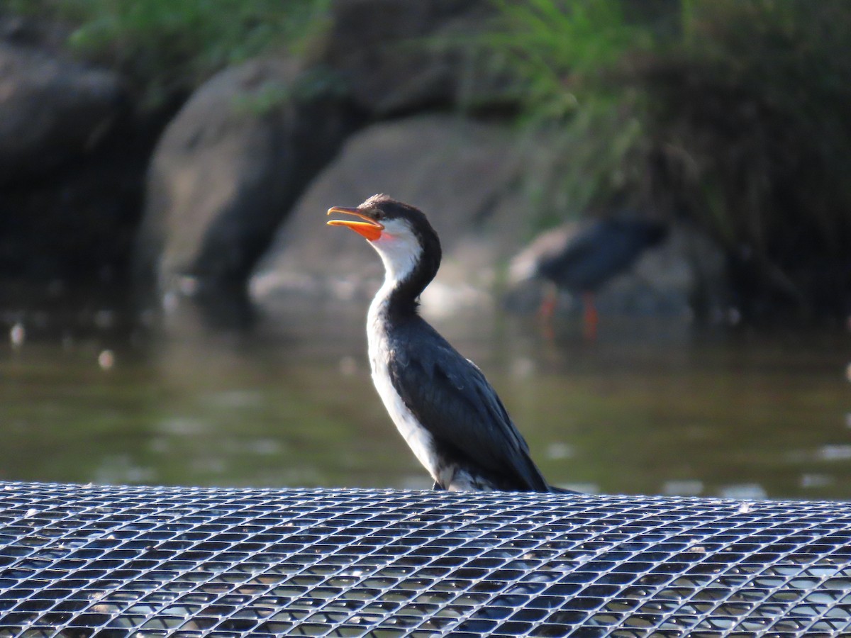 Little Pied Cormorant - ML632087697