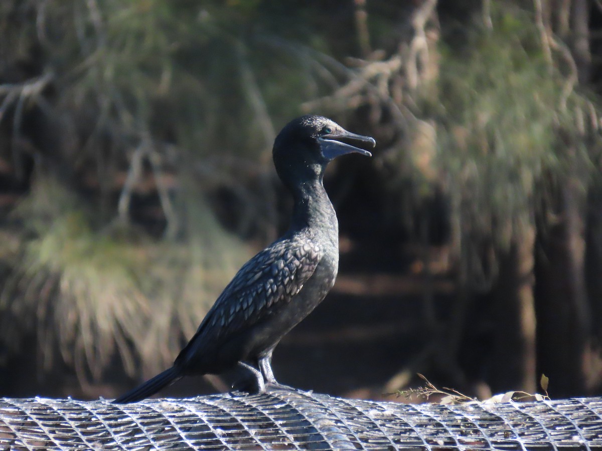 Little Black Cormorant - ML632087751
