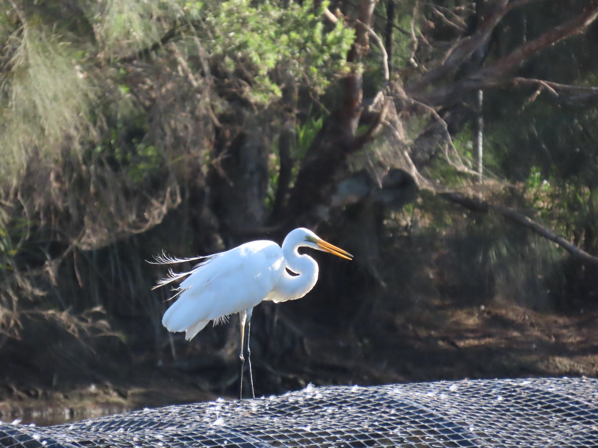 Цасч дэглий - ML632087757