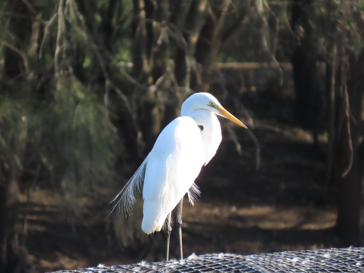 Цасч дэглий - ML632087758