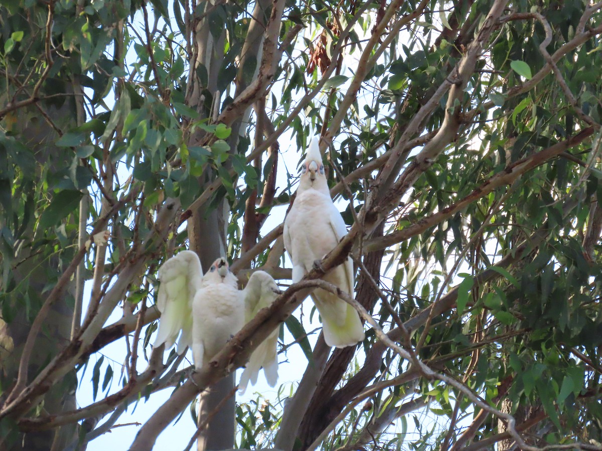 Little Corella - ML632087772
