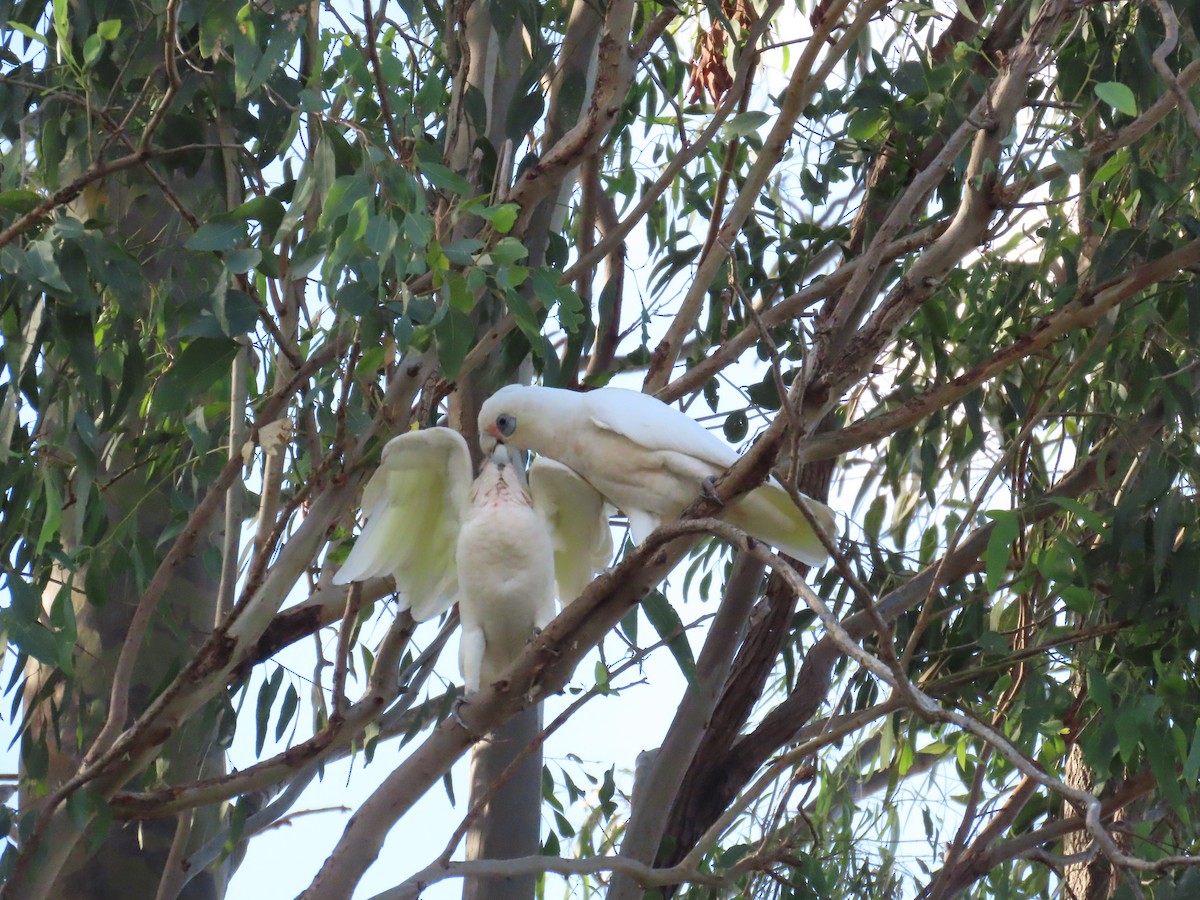Little Corella - ML632087773