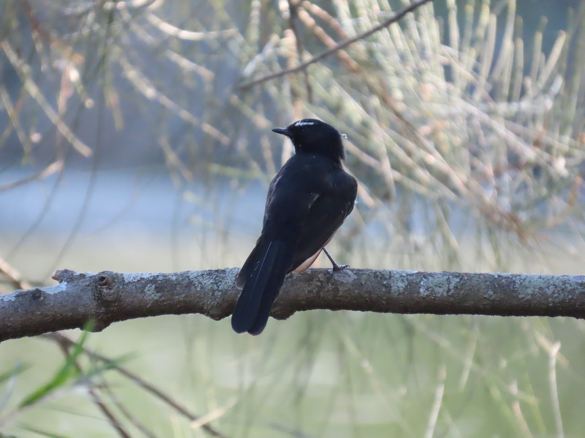Willie-wagtail - ML632087787