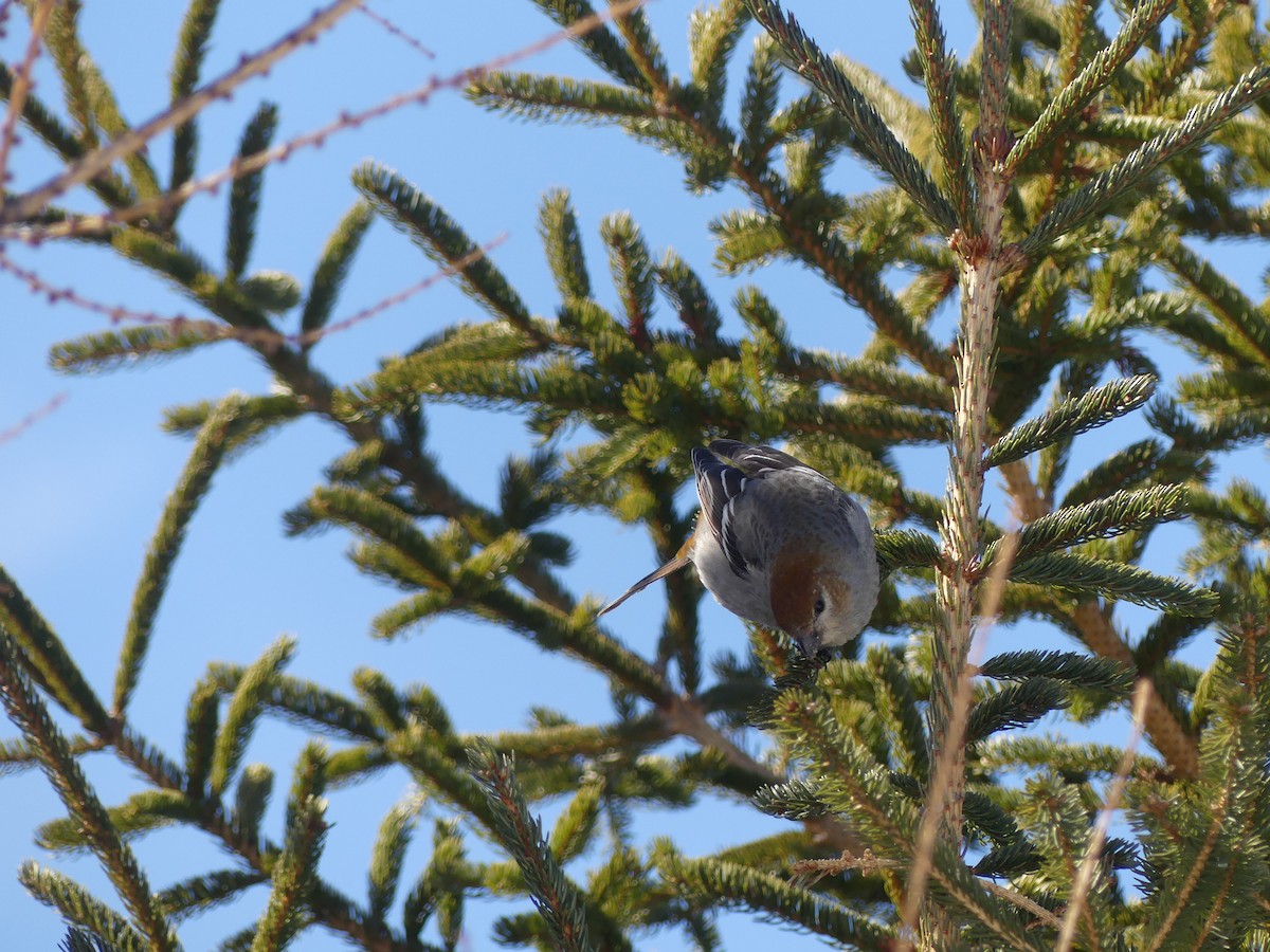 Pine Grosbeak - ML632087888