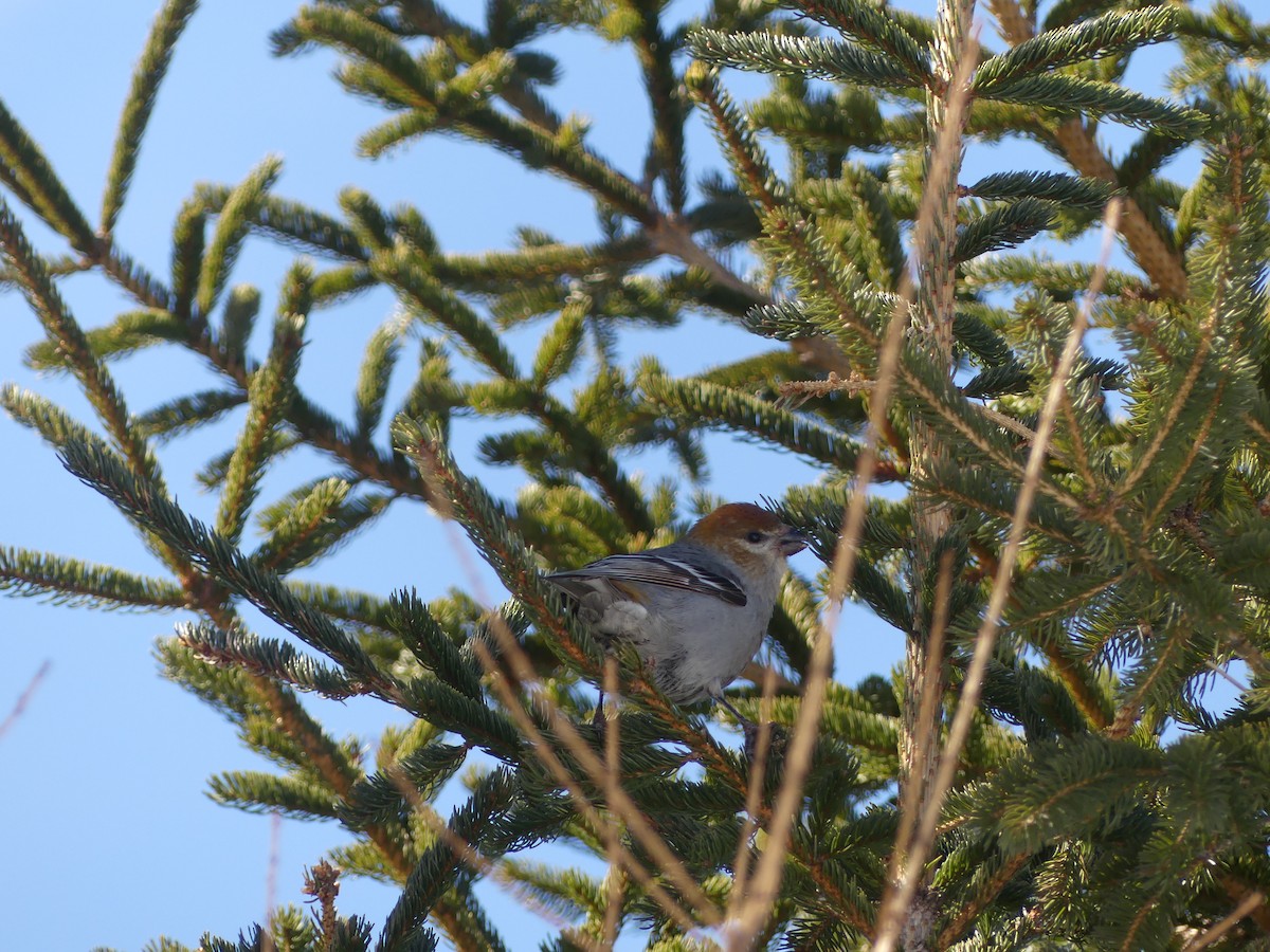 Pine Grosbeak - ML632087889