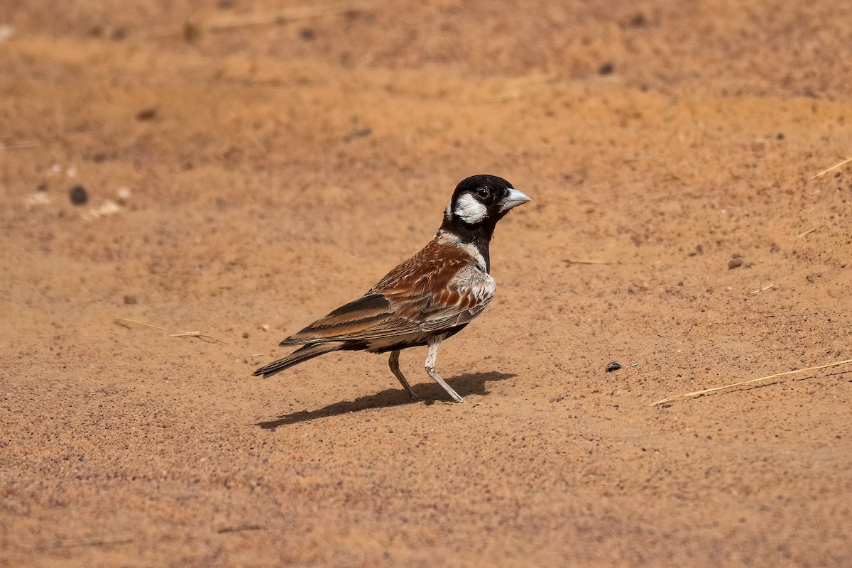 Chestnut-backed Sparrow-Lark - ML632087961