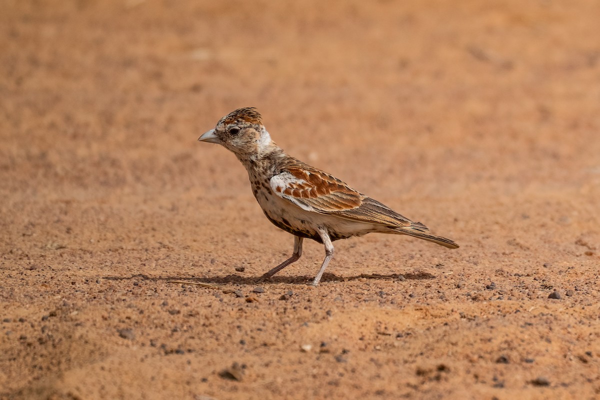 Chestnut-backed Sparrow-Lark - ML632087962