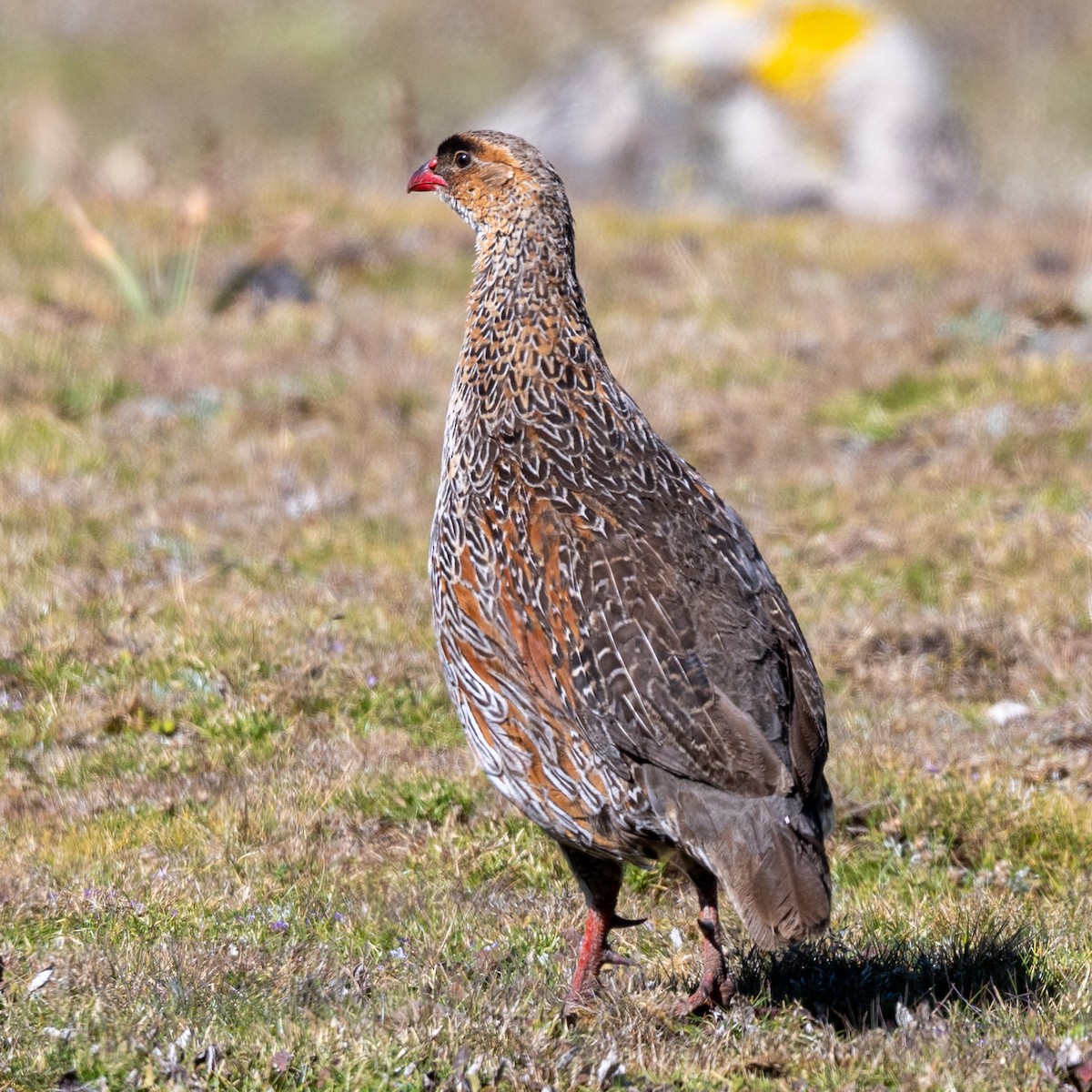 Chestnut-naped Spurfowl (Northern) - ML632087995