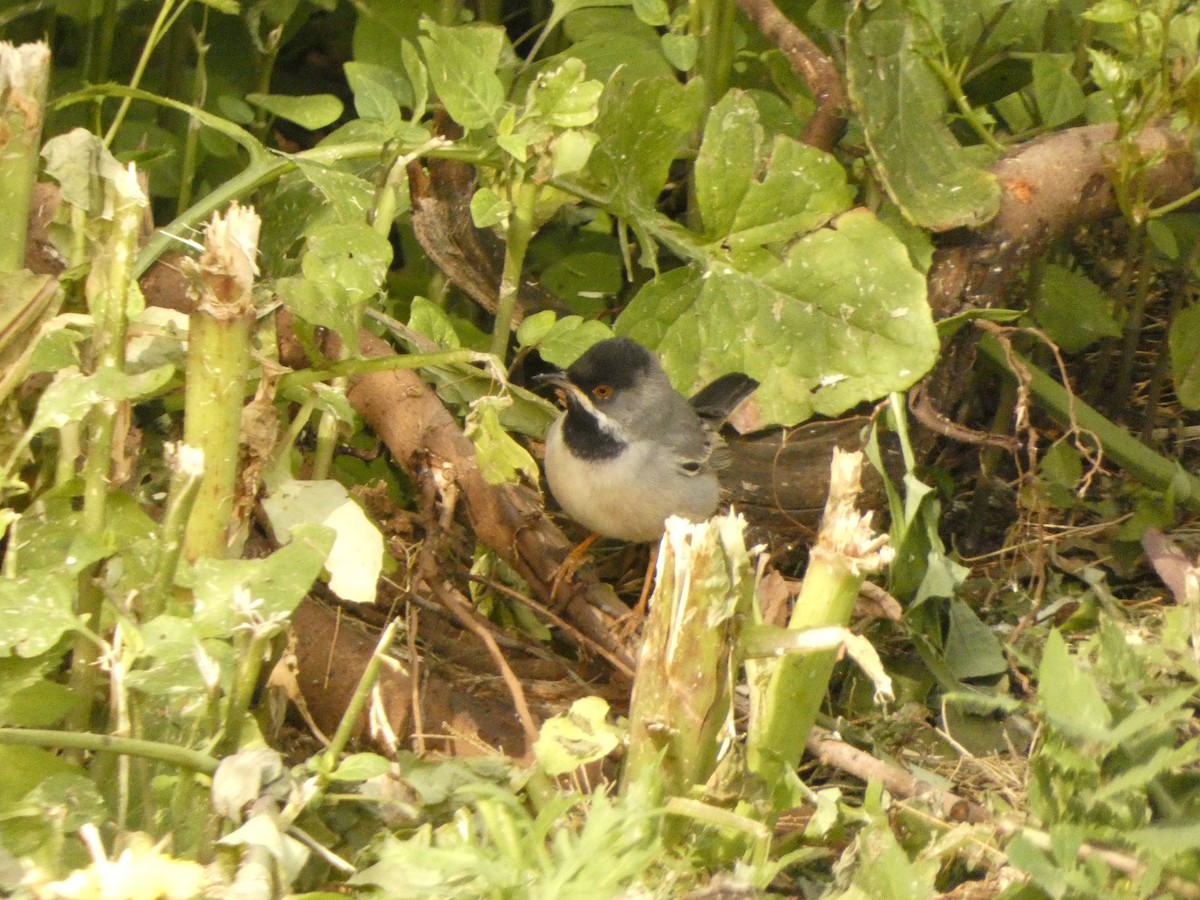 Rüppell's Warbler - ML632088035