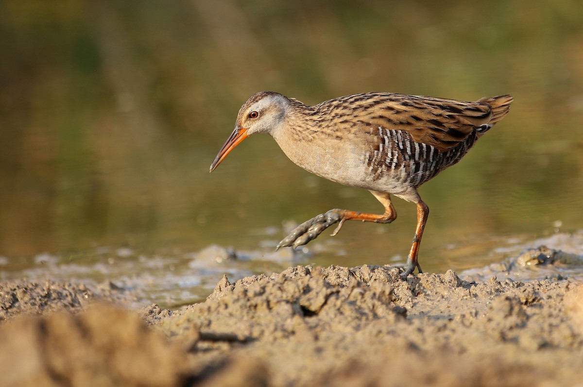 Brown-cheeked Rail - eakachai anuphab