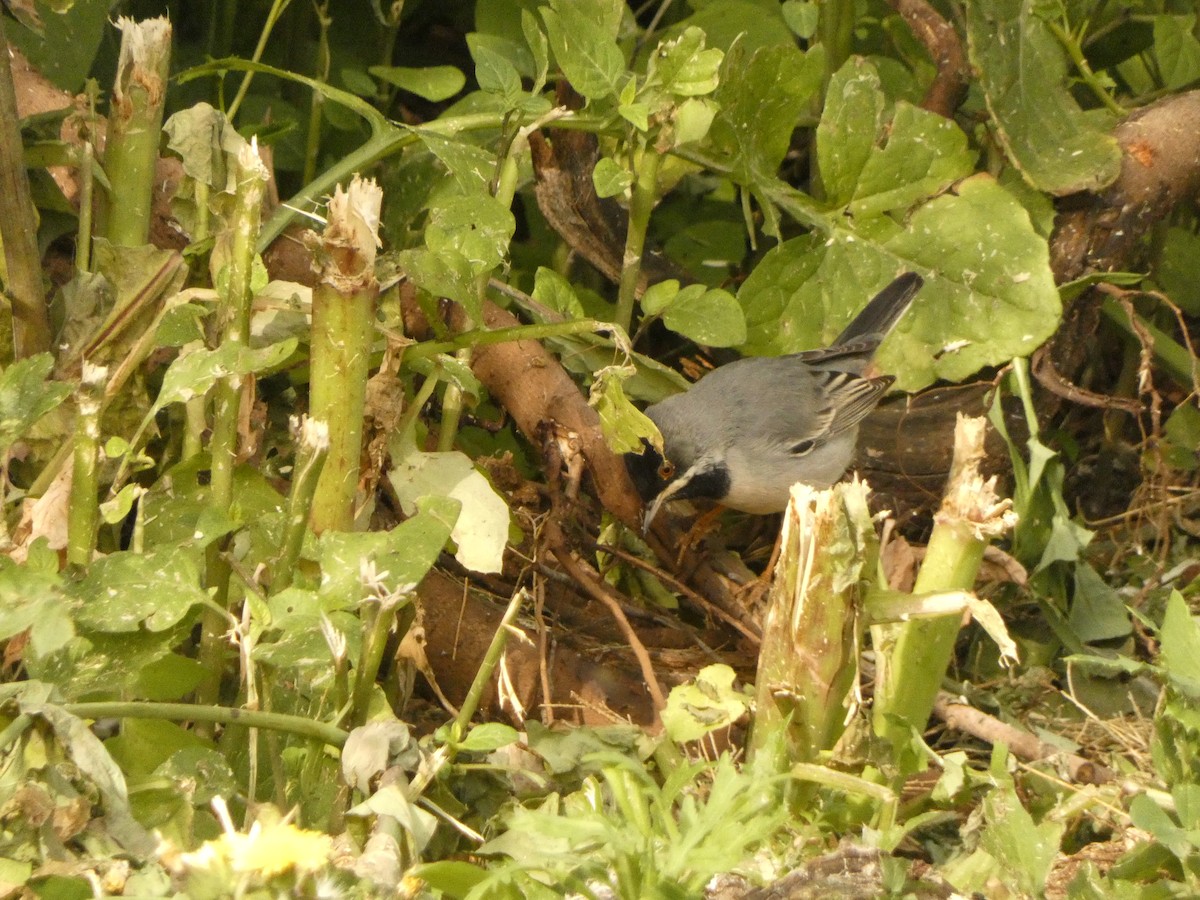 Rüppell's Warbler - ML632088063