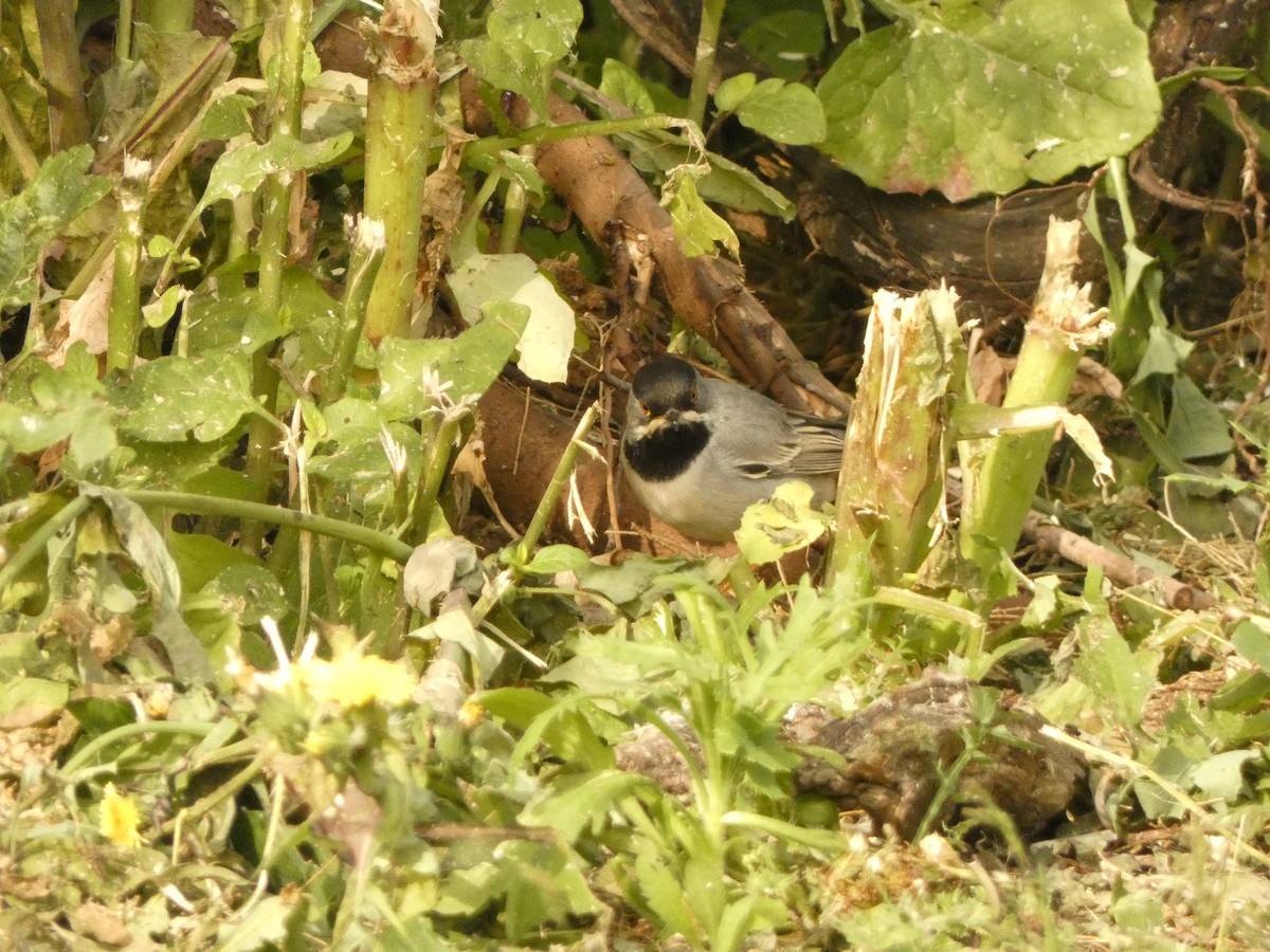 Rüppell's Warbler - ML632088070