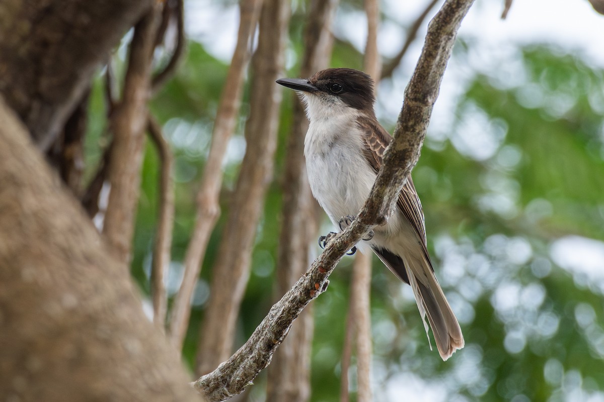 Loggerhead Kingbird (Puerto Rico) - ML632088154