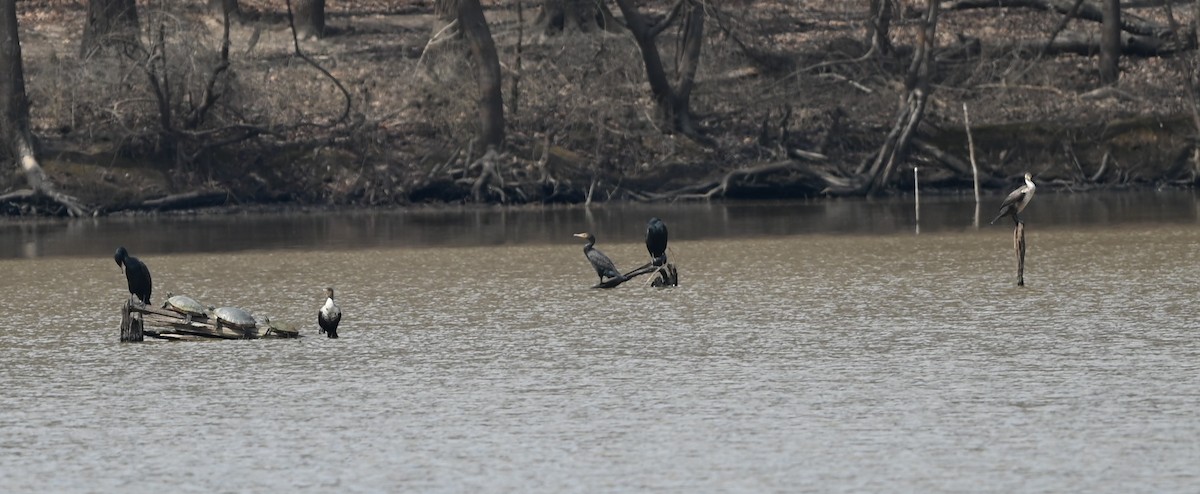 Double-crested Cormorant - ML632088181