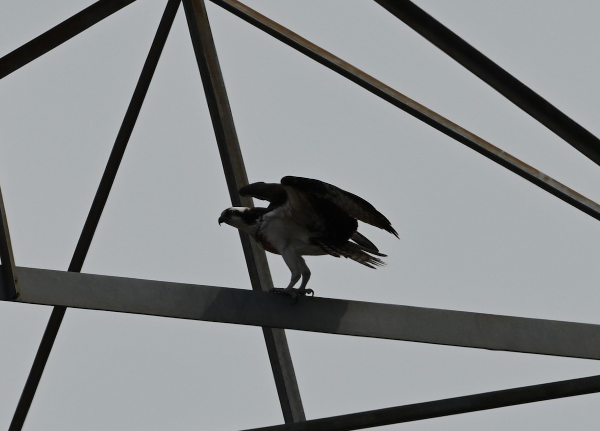 Osprey - ML632088191
