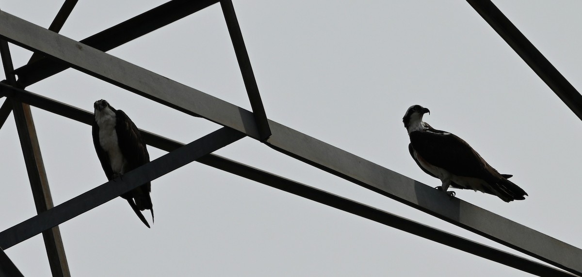 Osprey - ML632088206