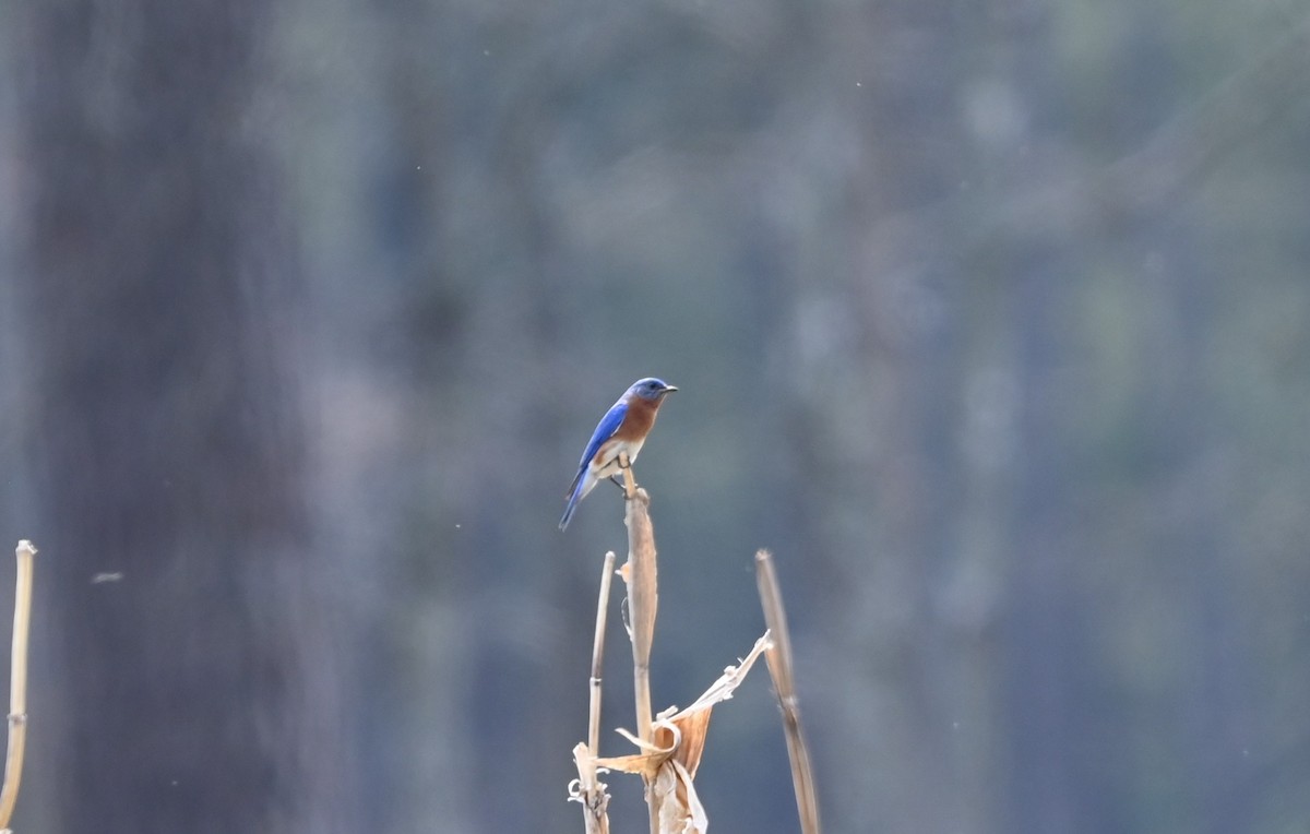Eastern Bluebird - ML632088224