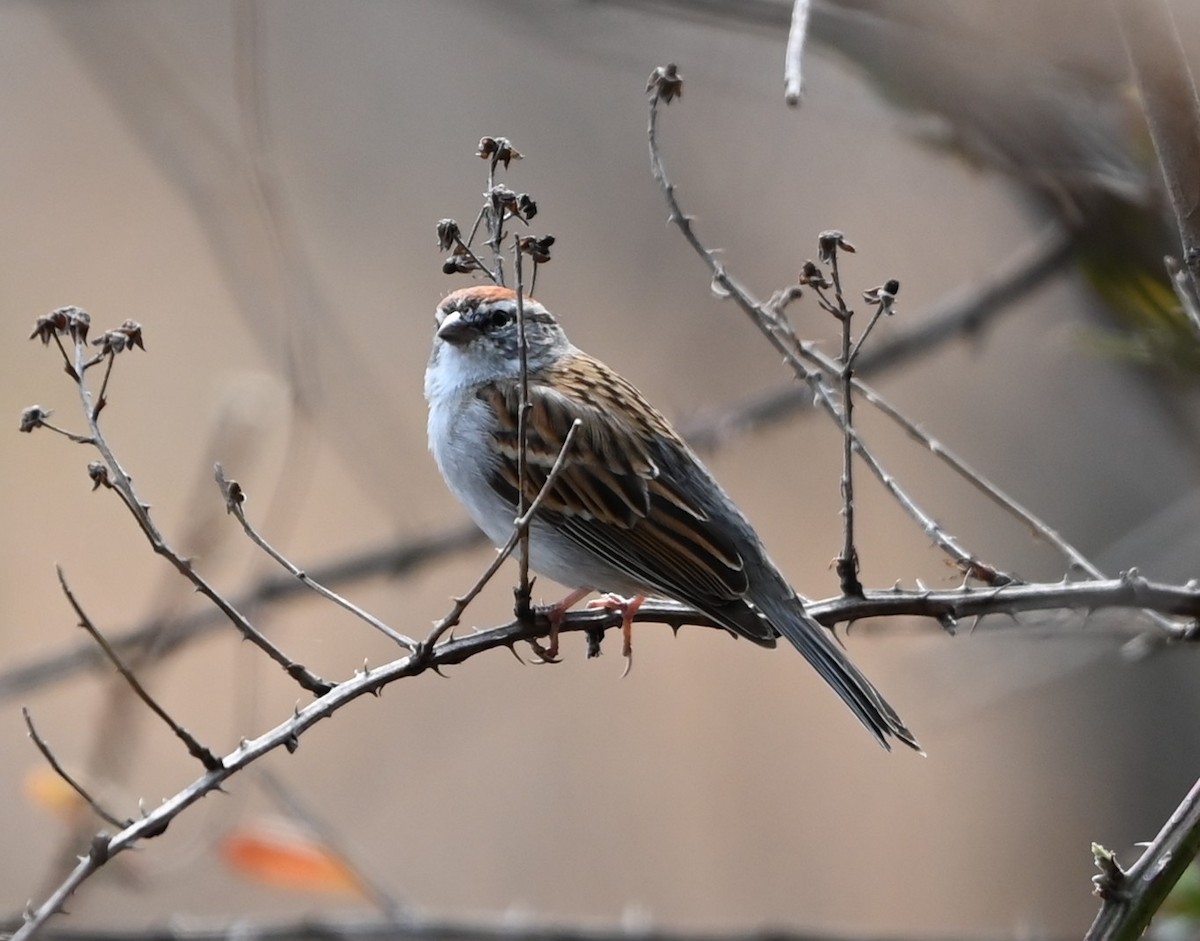 Chipping Sparrow - ML632088239