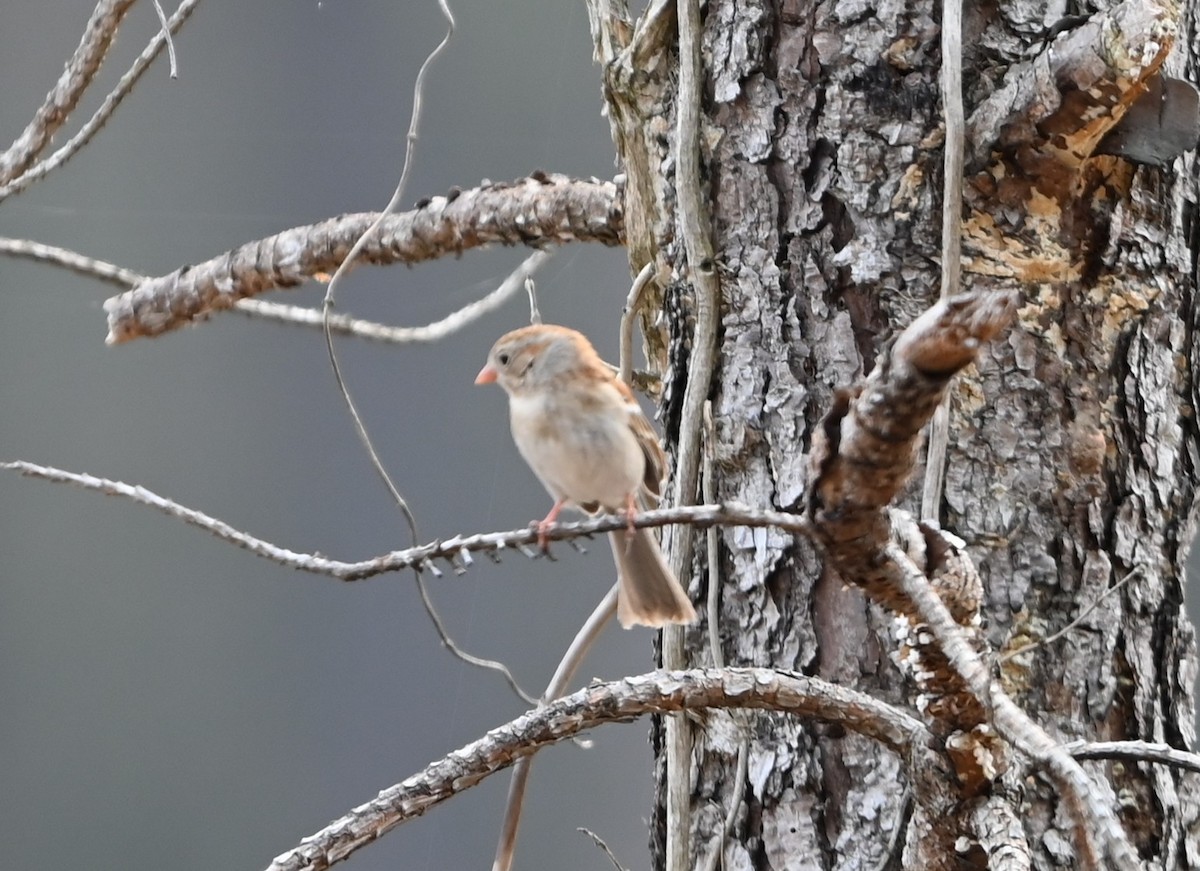 Field Sparrow - ML632088245